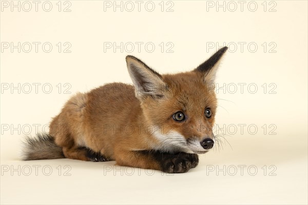 Red fox