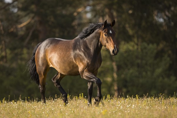 Brown Holstein mare in trot on the pasture