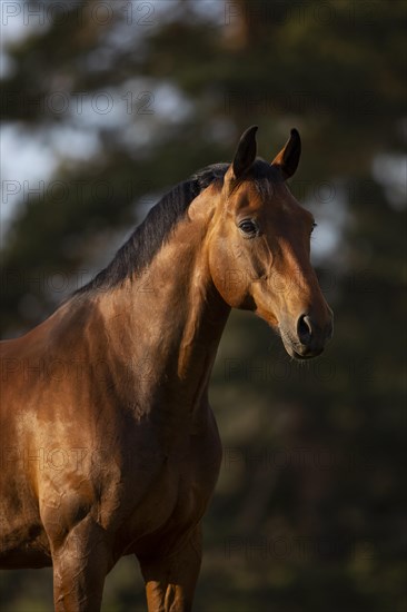 Portrait of a bay Warmblood gelding on a meadow