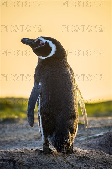 Magellanic penguin