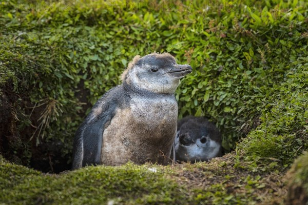 Young Magellanic penguins