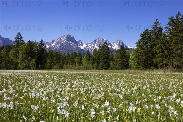 Meadow with white daffodils