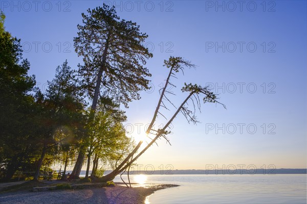 Pine trees on Brahmspromenade in Tutzing on Lake Starnberg