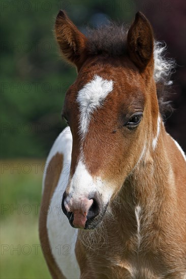 Icelandic horse