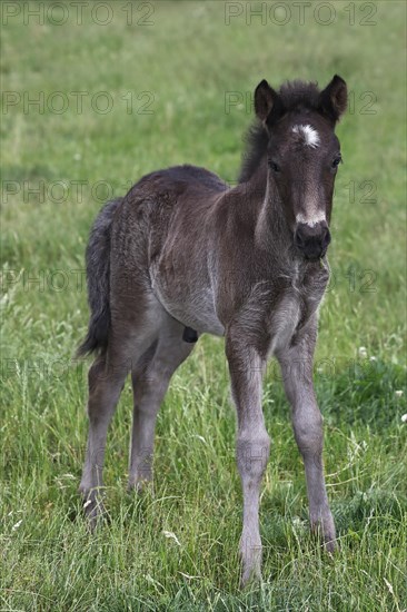 Icelandic stallion