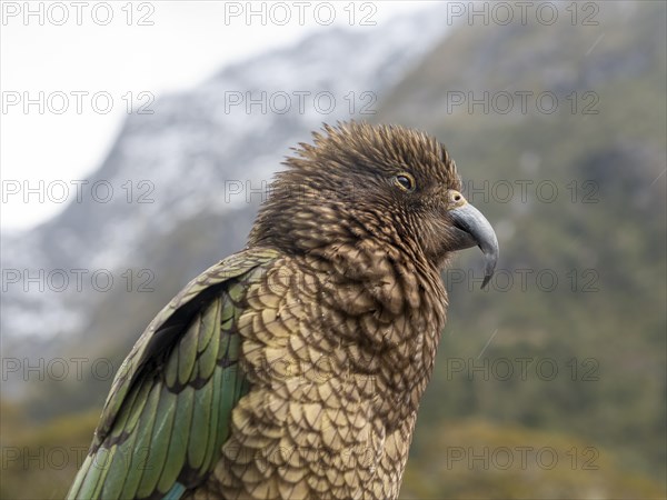 Kea