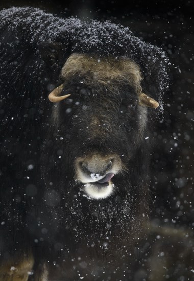 Musk ox