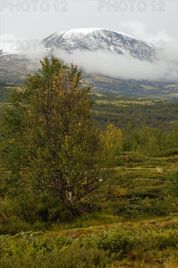 Snowy mountain tops in front of green landscape