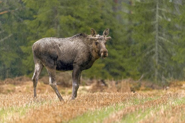 Elk