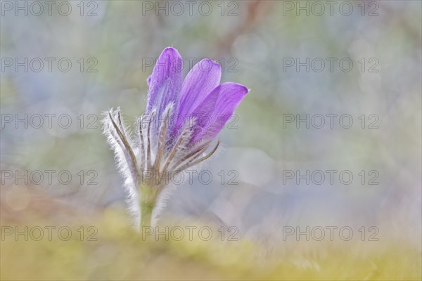 Pasque flower