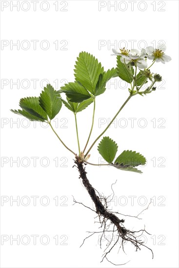 Woodland strawberry