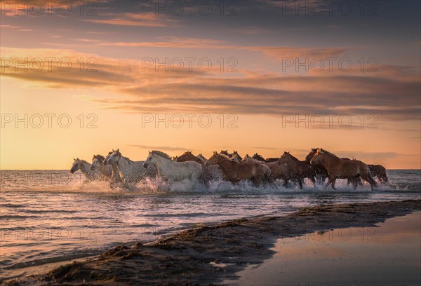 Horses running through the water