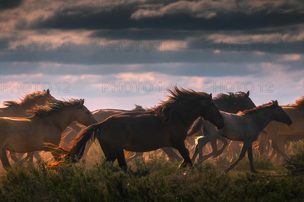 Herd of horses in the mongolian steppe