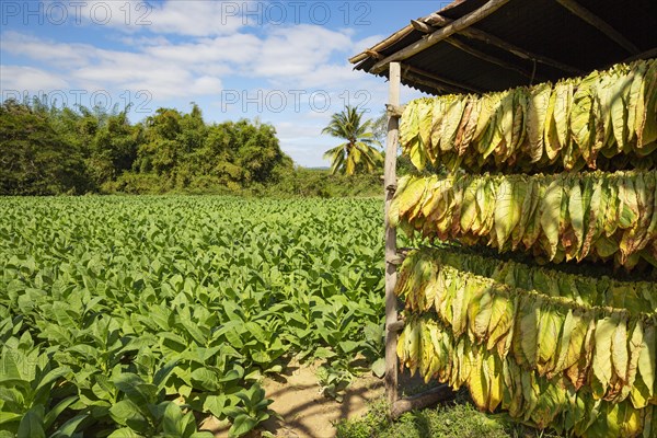 Cultivated tobacco