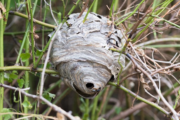 Median wasp