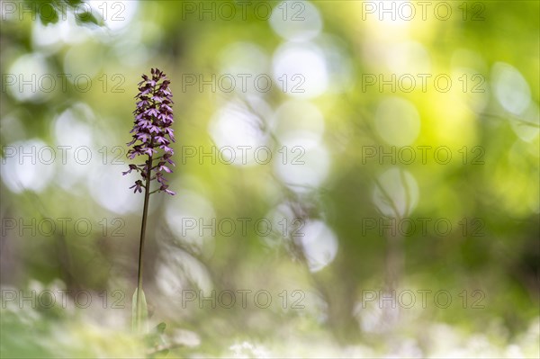 Northern marsh-orchid