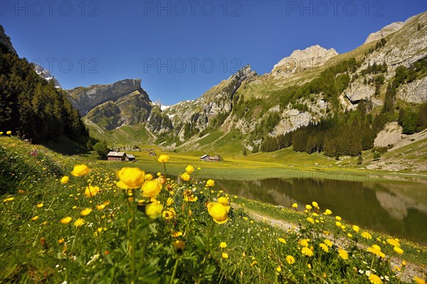 Flowering Marsh marigolds