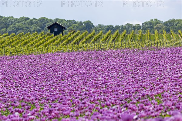 Opium poppy