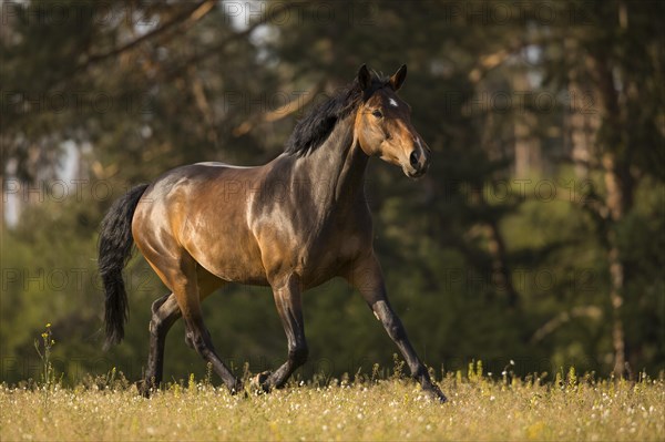 Brown Holstein mare in trot on the pasture