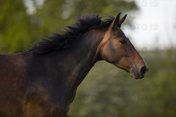 Portrait of a brown Holstein mare in the pasture