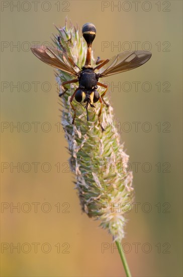 Bright stem thick-headed fly