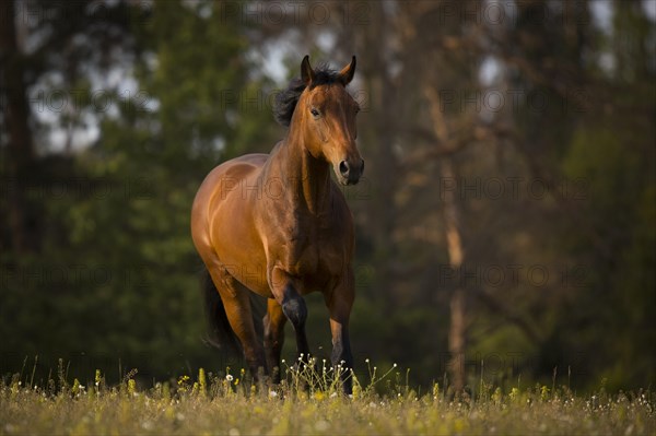 Brown Warmblood gelding at trot on the meadow