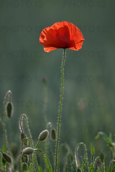 Corn poppy