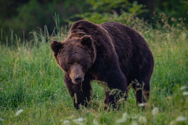 Brown bear