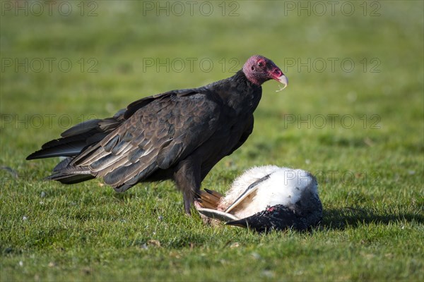 Turkey vulture