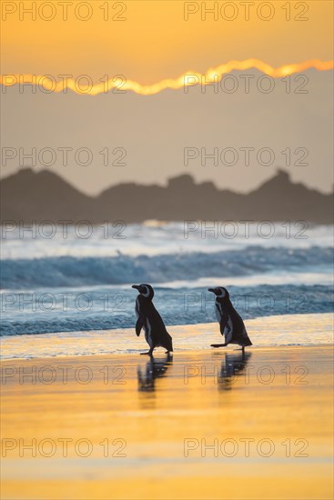 Magellanic penguins