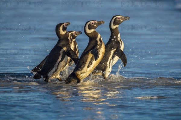 Magellanic penguins