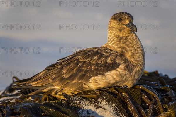 Great skua