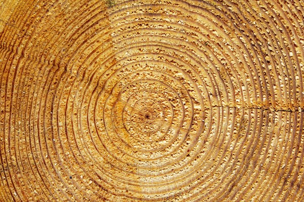 Wood structure with annual rings