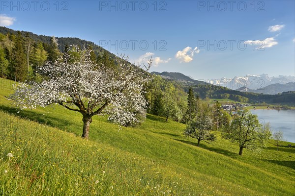 View of Morgarten at Lake Aegeri