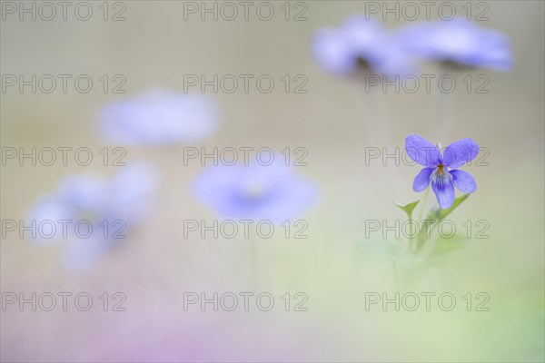 Early-dog violet