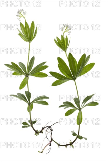 Woodruff