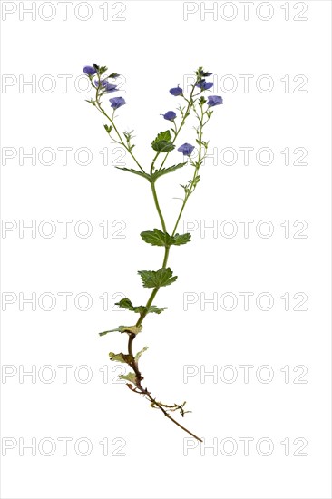 Germander speedwell