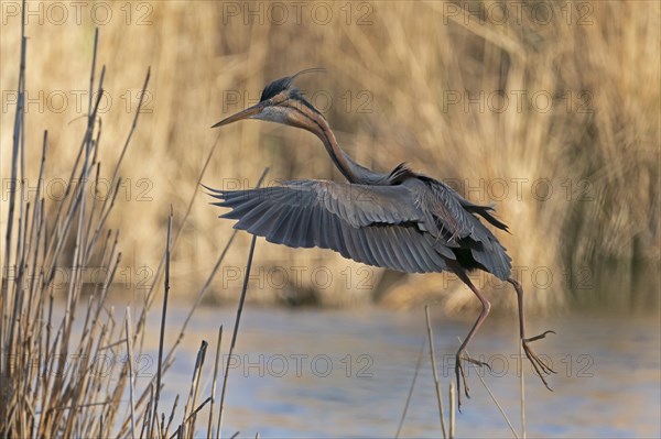 Purple heron