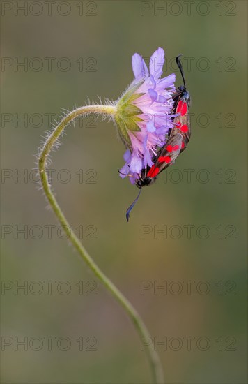 Six-spot burnet