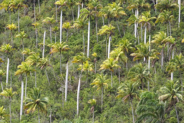 Hurricane damaged Royal palms