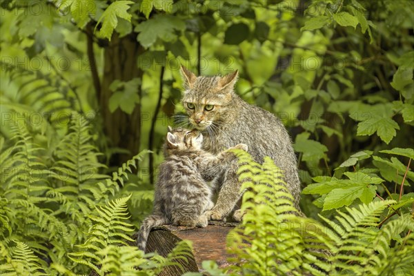 European wildcat