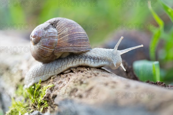 Burgundy snail