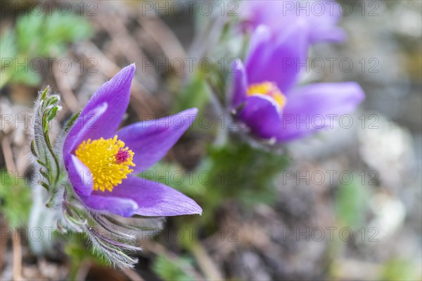 Common Pasque Flower