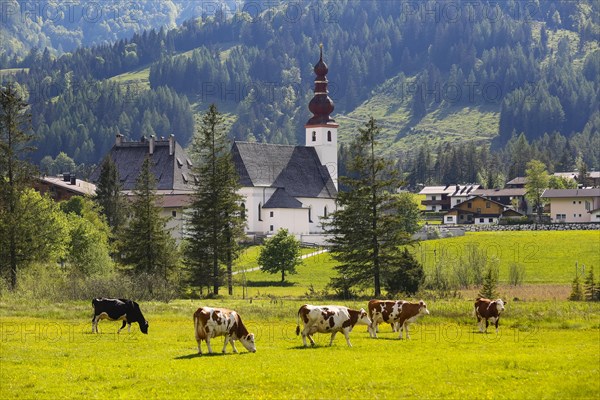 Cattle pasture with the church St.Ulrich