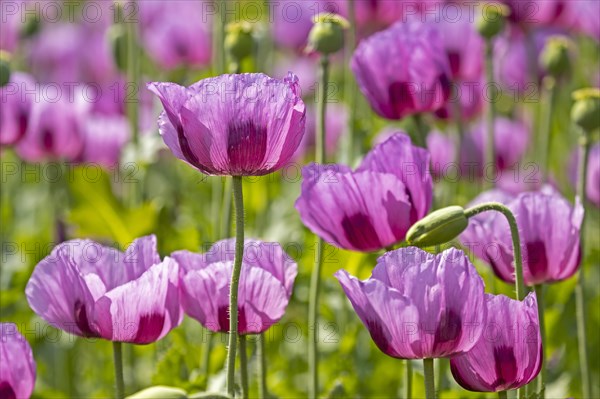 Opium poppy