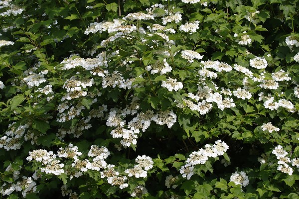 Guelder rose