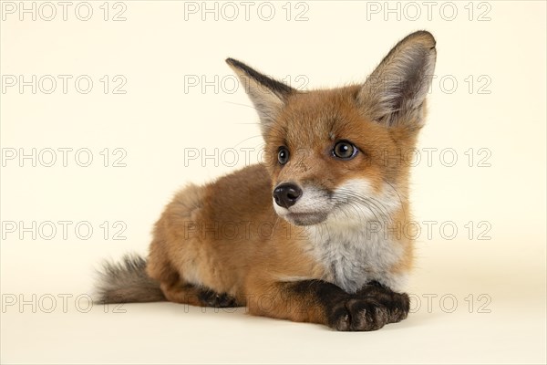 Red fox