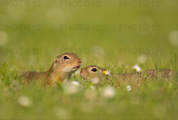 Two Suslik