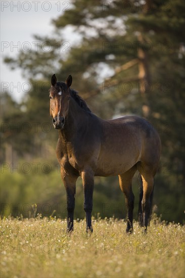 Statue Brown Holstein mare in the pasture