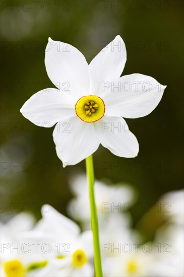 Poet's Daffodil